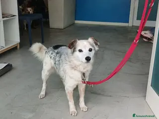 Meticcio cani IL DOLCISSIMO SNOOPY STA CERCANDO LA SUA CASA - Annuncio 36