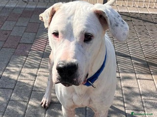 Affenpinscher cani LOLA DOGO ARGENTINO - Annuncio 3