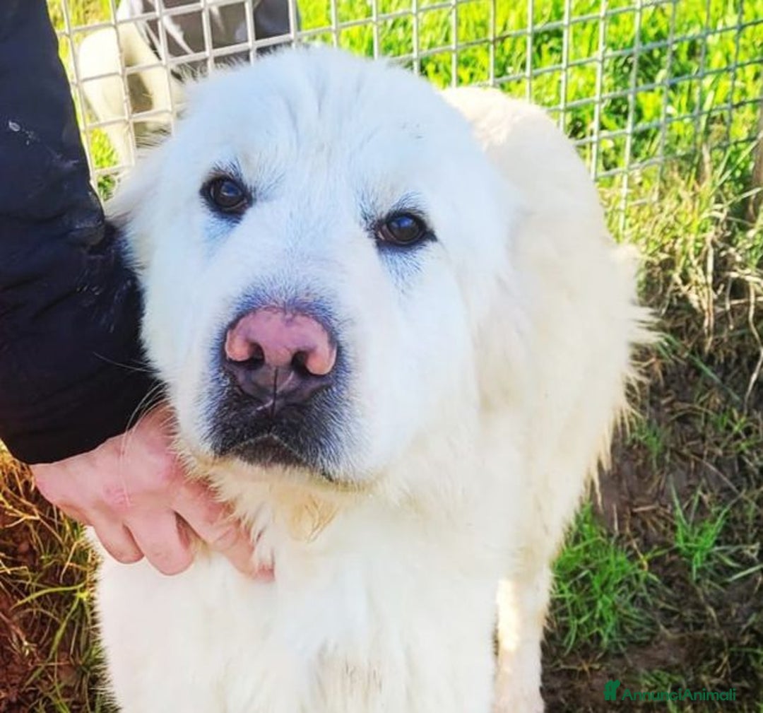 Pastore Maremmano cani in regalo: Lucius, cucciolone di pastore maremmano - Annuncio 1