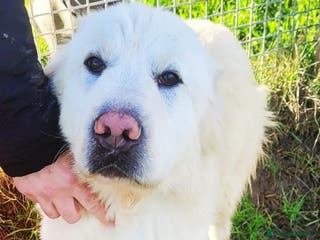 Pastore Maremmano cani Lucius, cucciolone di pastore maremmano - Annuncio 10