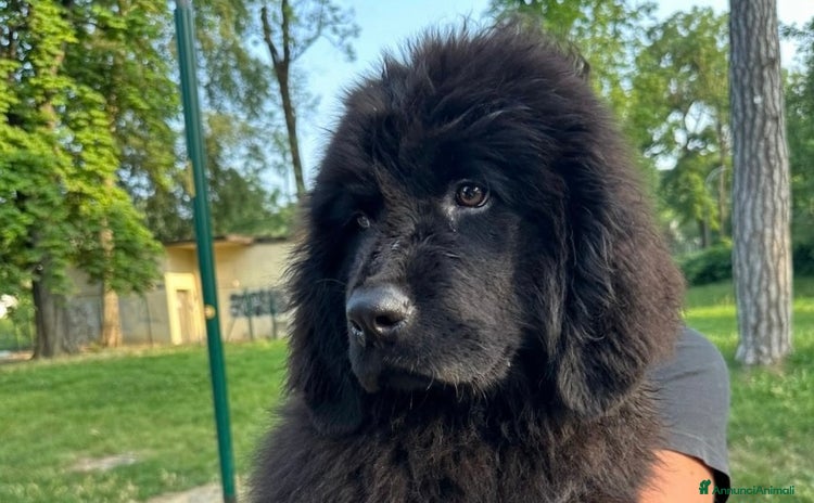 Terranova cani a Città Metropolitana di Bologna - Annuncio 2