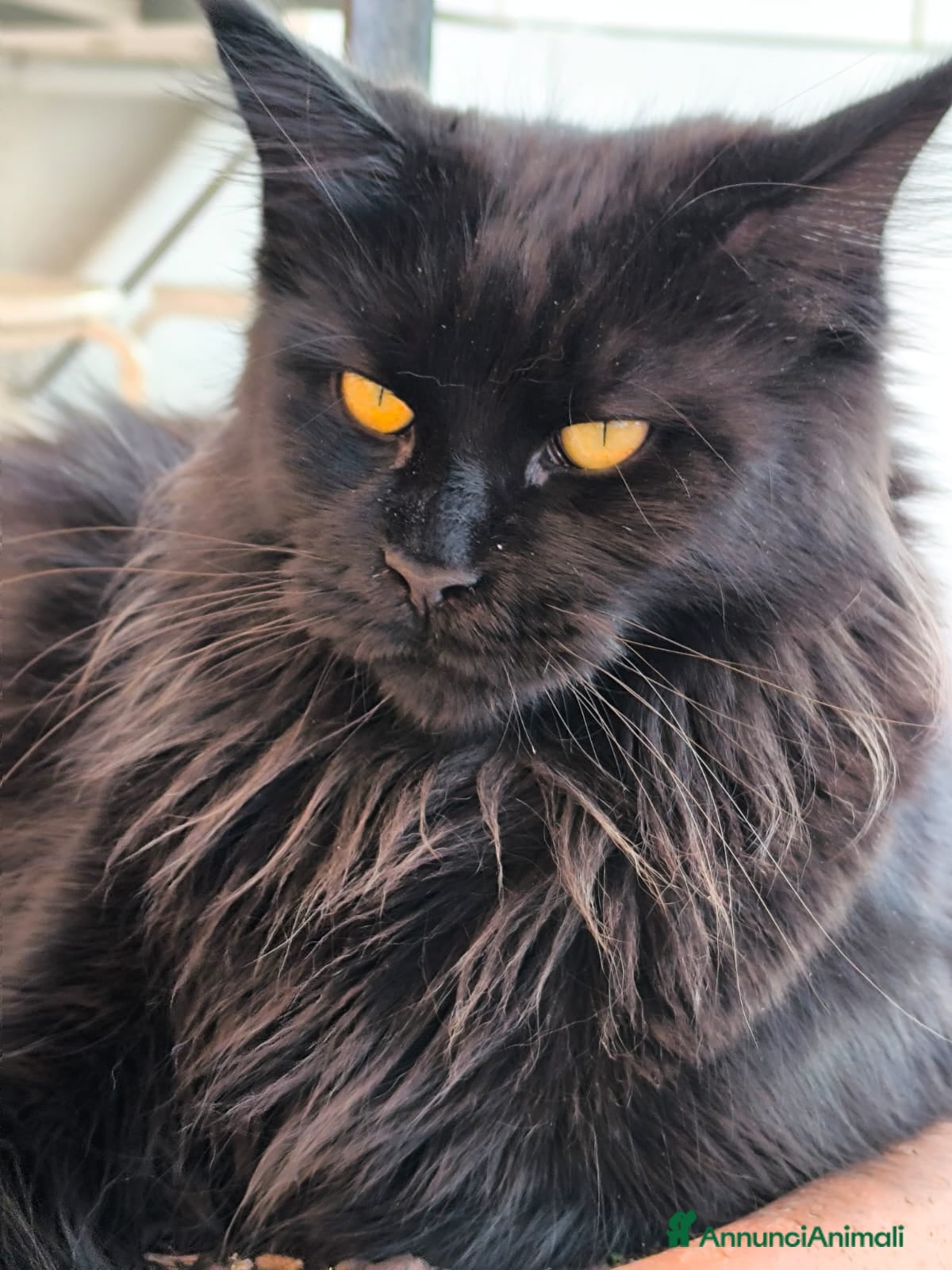 Maine Coon gatti Cucciolo di Main Coon - Annuncio 9