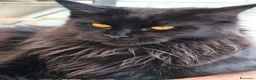 Maine Coon gatti in vendita: Cucciolo di Main Coon - Annuncio 1