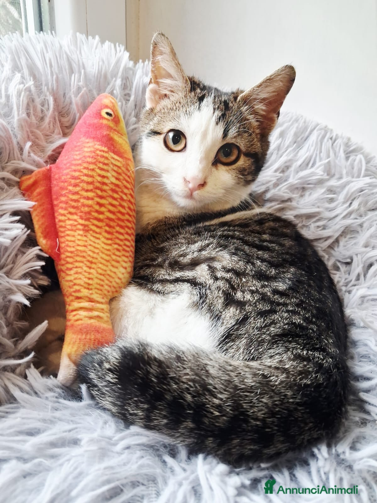 Europeo gatti Paoletto 3 mesi di dolcezza  - Annuncio 1