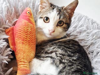 Europeo gatti Paoletto 3 mesi di dolcezza - Annuncio 37