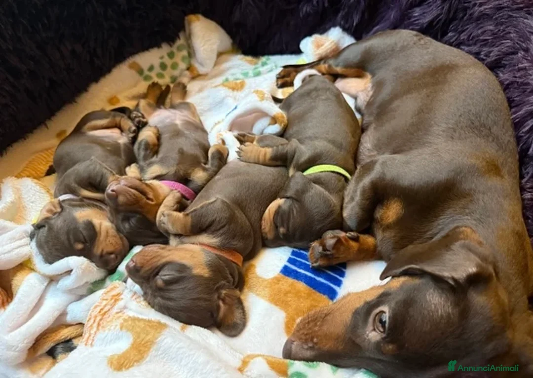 Bassotto cani in vendita: Bassoti Nani  - Annuncio 12