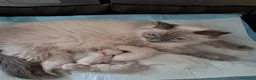Siberiano gatti in vendita: Cuccioli siberiani neva  - Annuncio 1