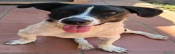 Meticcio cani in regalo: tommy cagnolino socievolissimo - Annuncio 15