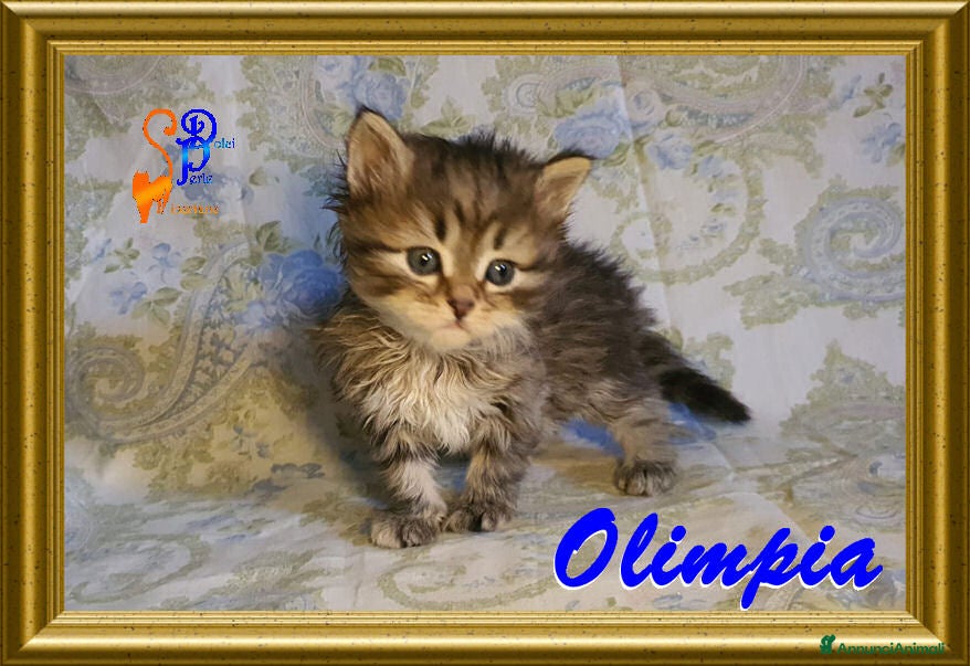 Siberiano gatti cuccioli gattini siberiani - Annuncio 1