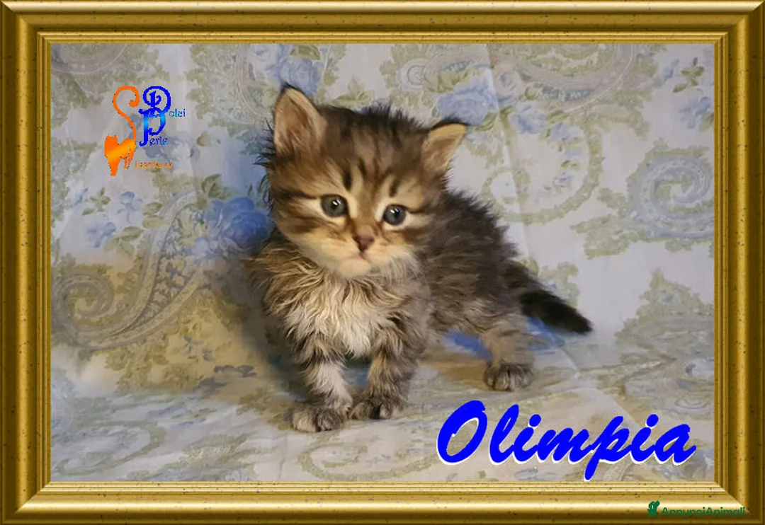 Siberiano gatti in vendita: cuccioli gattini siberiani - Annuncio 2