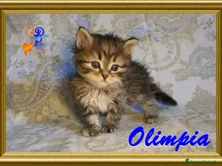 Siberiano gatti cuccioli gattini siberiani - Annuncio 1