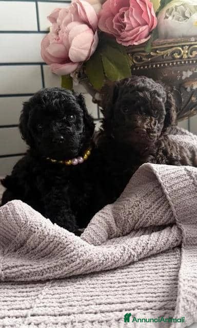 Barboncino Toy cani Cuccioli di Barboncino Toy adorabili - Annuncio 3