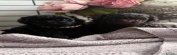 Barboncino Toy cani in vendita: Cuccioli di Barboncino Toy adorabili - Annuncio 1