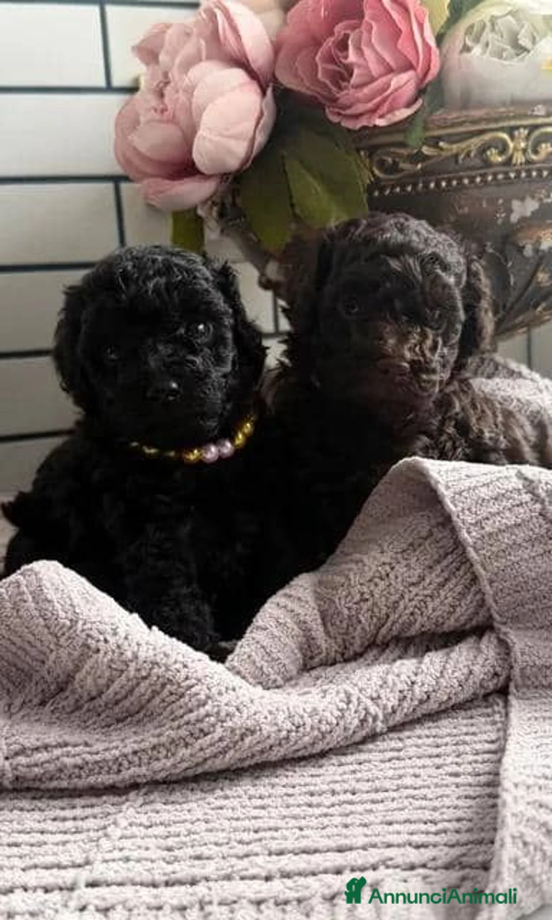 Barboncino Toy cani in vendita: Cuccioli di Barboncino Toy adorabili - Annuncio 1