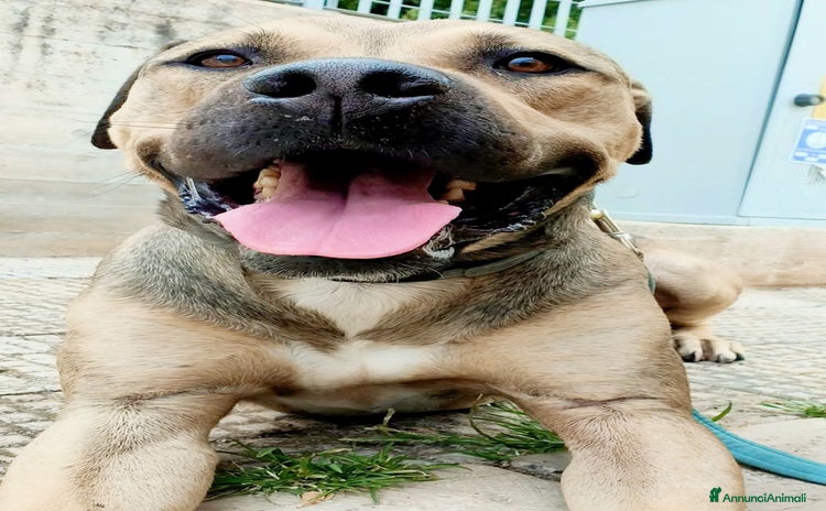 Meticcio cani - Annuncio 1