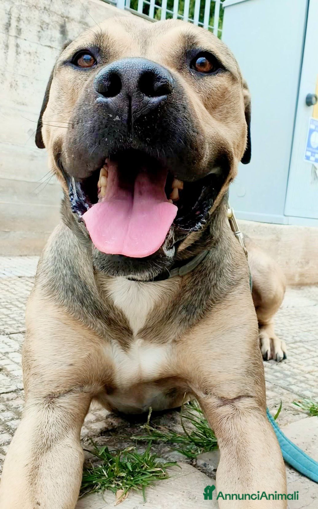 Meticcio cani in regalo: Bellissimo e dolcissimo Bobby - Annuncio 1