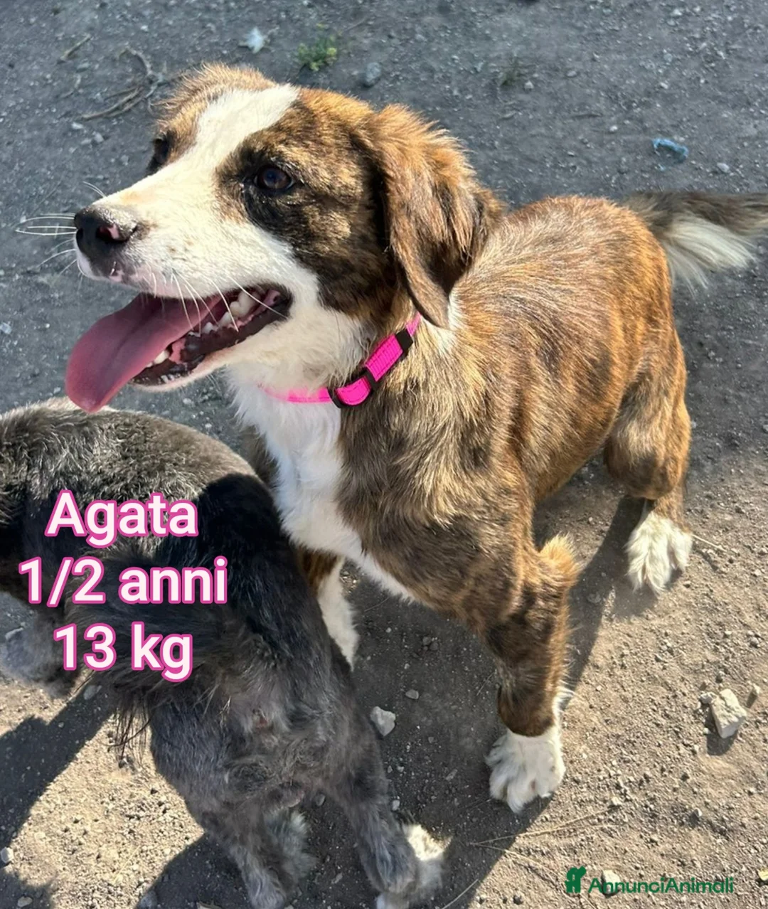 Meticcio cani in regalo: CANI TAGLIA PICCOLA E CONTENUTA  - Annuncio 5