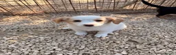 Meticcio cani in regalo: NINA E MIA - Annuncio 3