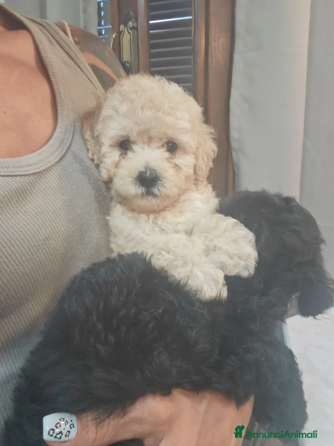 Barboncino Toy cani in vendita: Barboncini toy - Annuncio 2