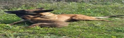 Pastore Belga cani in vendita: Cuccioli Pastore Belga Malinois in Italia a Città Metropolitana di Bari - Annuncio 4