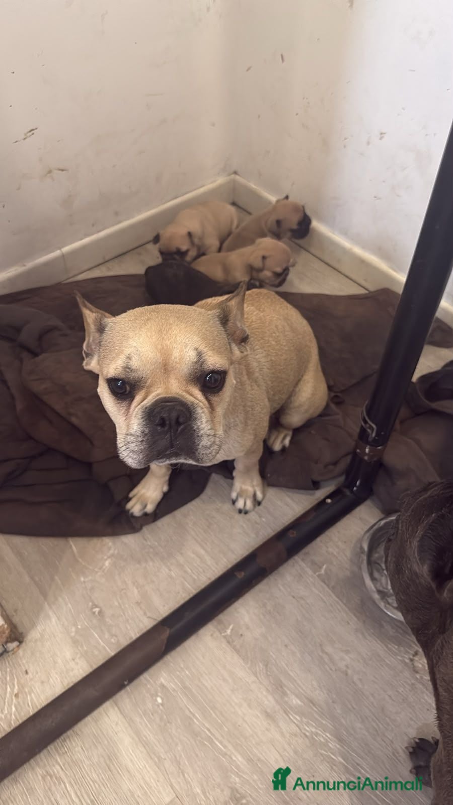 Bulldog Francese cani Cuccioli di Bulldog Francese disponibili - Annuncio 1