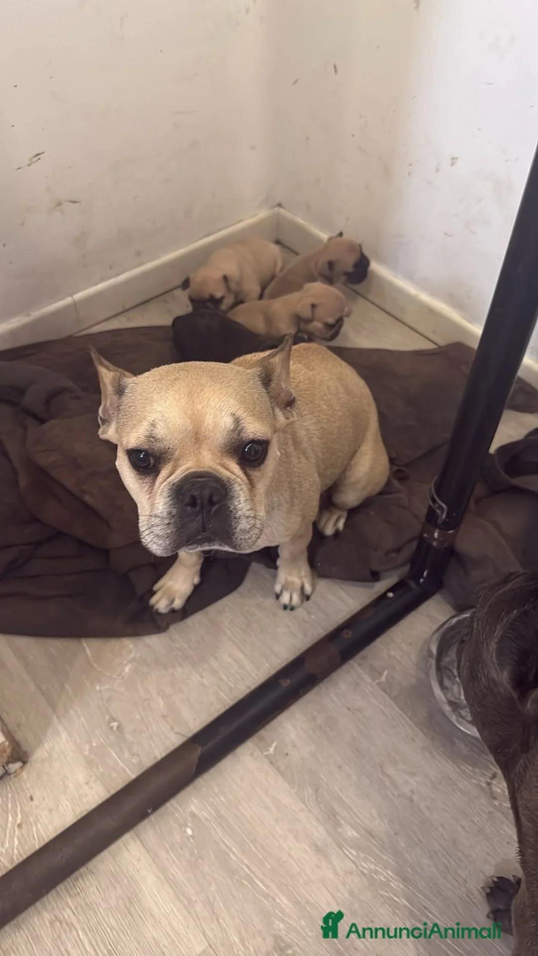 Bulldog Francese cani in vendita: Cuccioli di Bulldog Francese disponibili a Città metropolitana di Catania - Annuncio 1