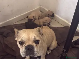 Bulldog Francese cani Cuccioli di Bulldog Francese disponibili - Annuncio 2