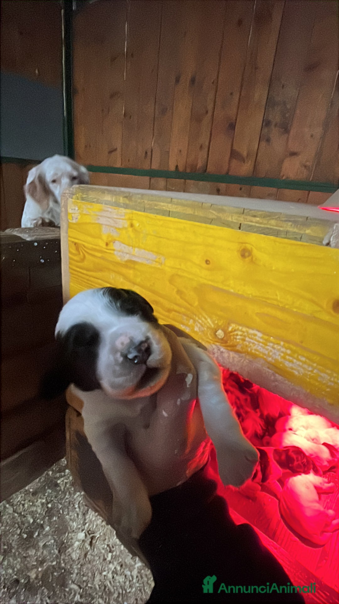 Setter Inglese cani in vendita: Cuccioli setter inglese  - Annuncio 3