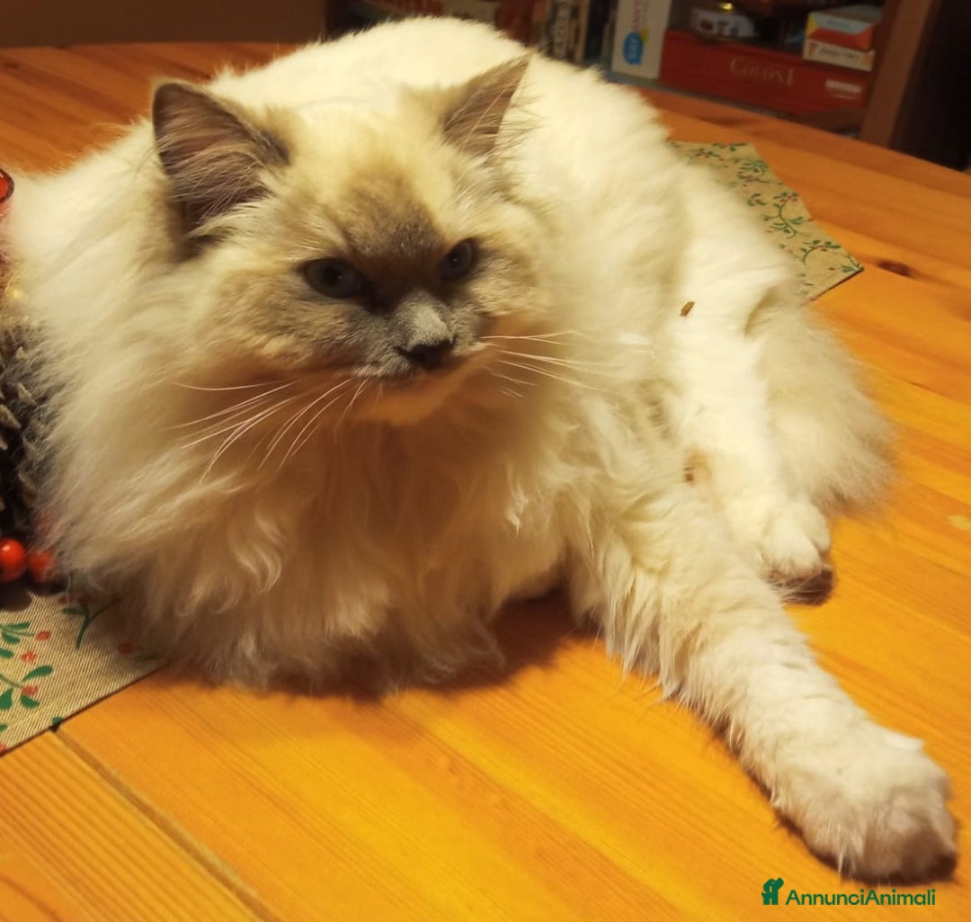 Ragdoll gatti per accoppiamento: Cerco disperatamente compagno per micina Ragdoll - Annuncio 5