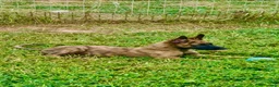 Pastore Olandese cani in vendita: Cuccioli di pastore olandese con pedigree - Annuncio 7