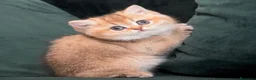 British gatti in vendita: Dolcissimi cuccioli di british shorthair golden - Annuncio 8