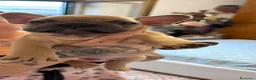 Bulldog Francese cani in vendita: Bulldog francese  - Annuncio 5