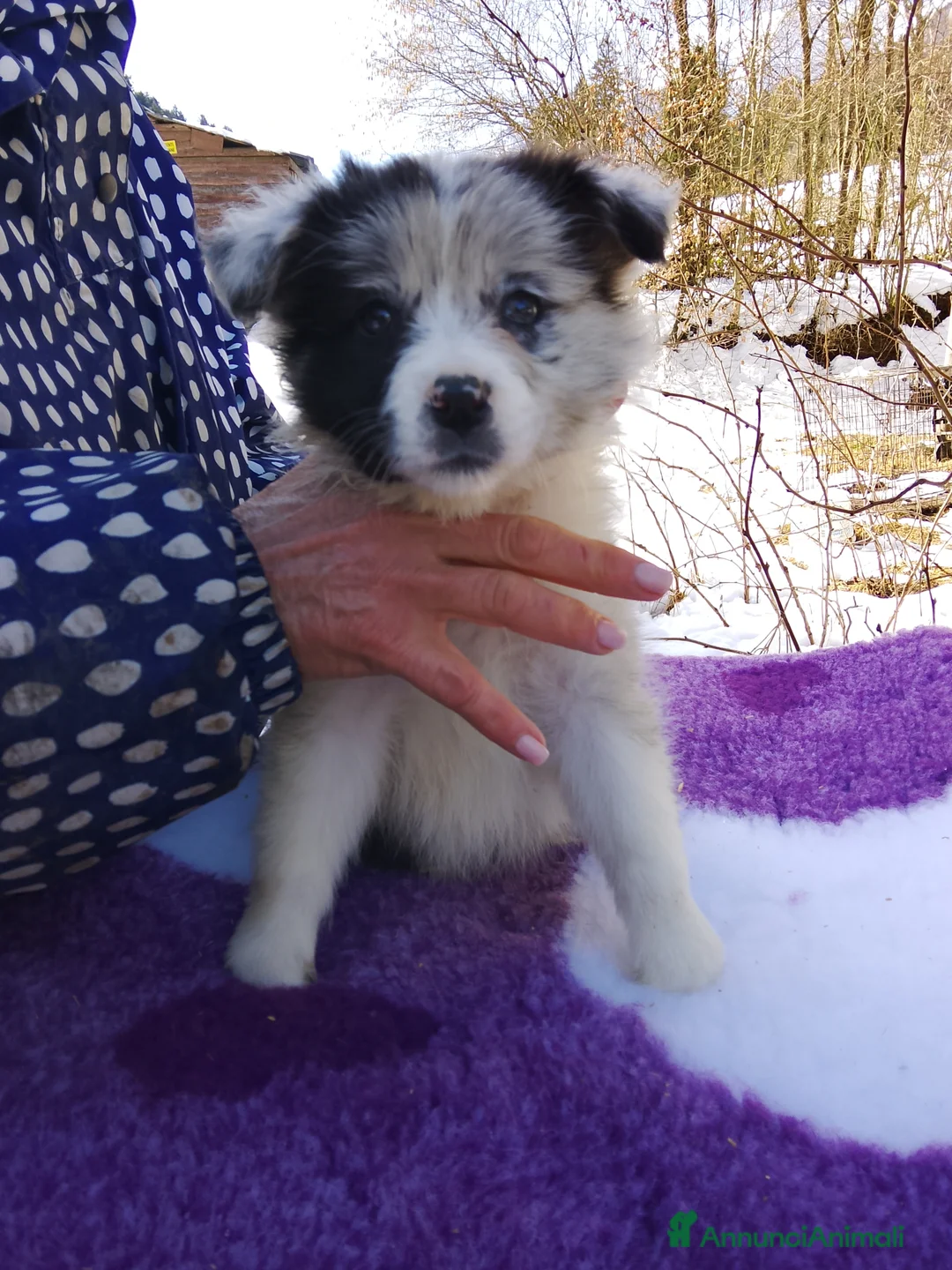 Border Collie cani in vendita: Border collie femmina Blue merle - Annuncio 2
