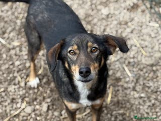 Meticcio cani SPEEDY, cagnolino DOLCISSIMO abbandonato. - Annuncio 20