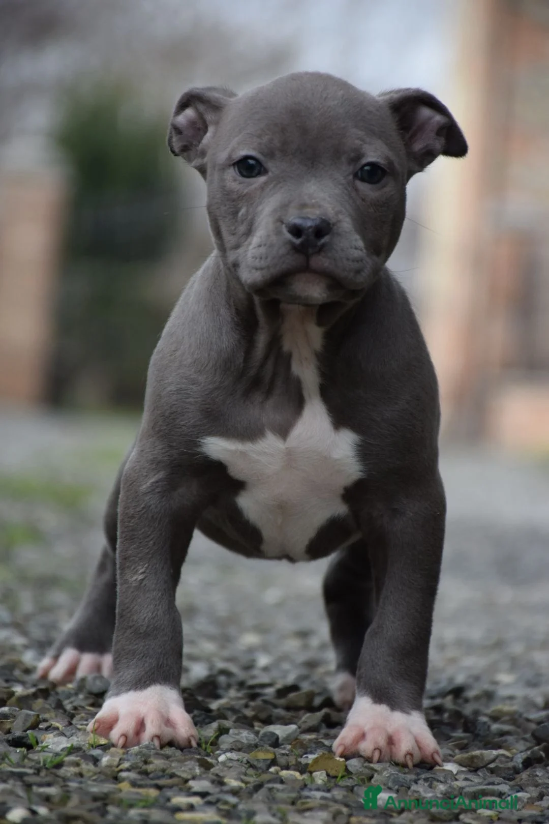 Pitbull cani in vendita: Cuccioli American Pit Bull anche a rate - Annuncio 14