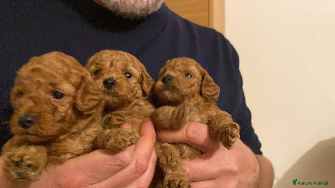 Barbone cani in vendita: Barboncino pedigree ENCI  - Annuncio 3