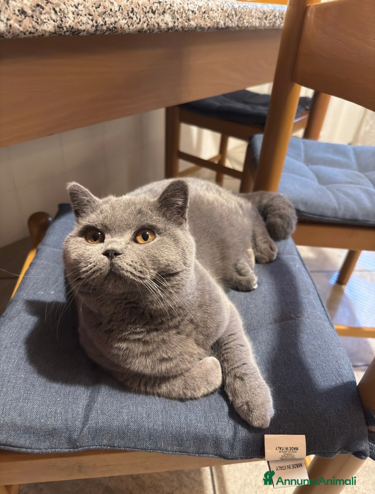 British gatti Cerco femmina British Shorthair per accoppiamento. - Annuncio 2