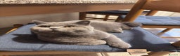 British gatti per accoppiamento: Cerco femmina British Shorthair per accoppiamento. - Annuncio 2