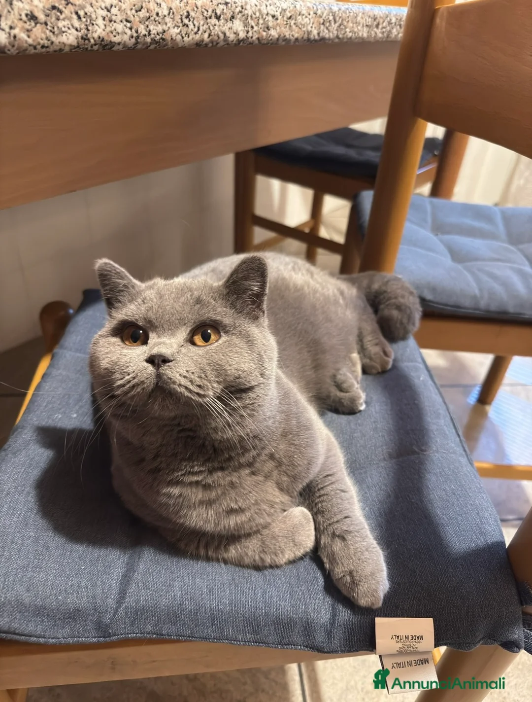 British gatti per accoppiamento: Cerco femmina British Shorthair per accoppiamento. - Annuncio 2