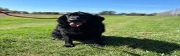 Meticcio cani in regalo: COCO mix SETTER cerca casa - in adozione - Annuncio 6