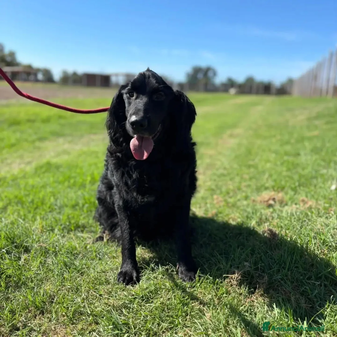 Meticcio cani in regalo: COCO mix SETTER cerca casa - in adozione - Annuncio 6