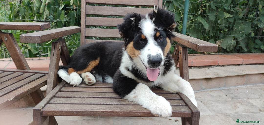 Immagine della galleria {{count}}