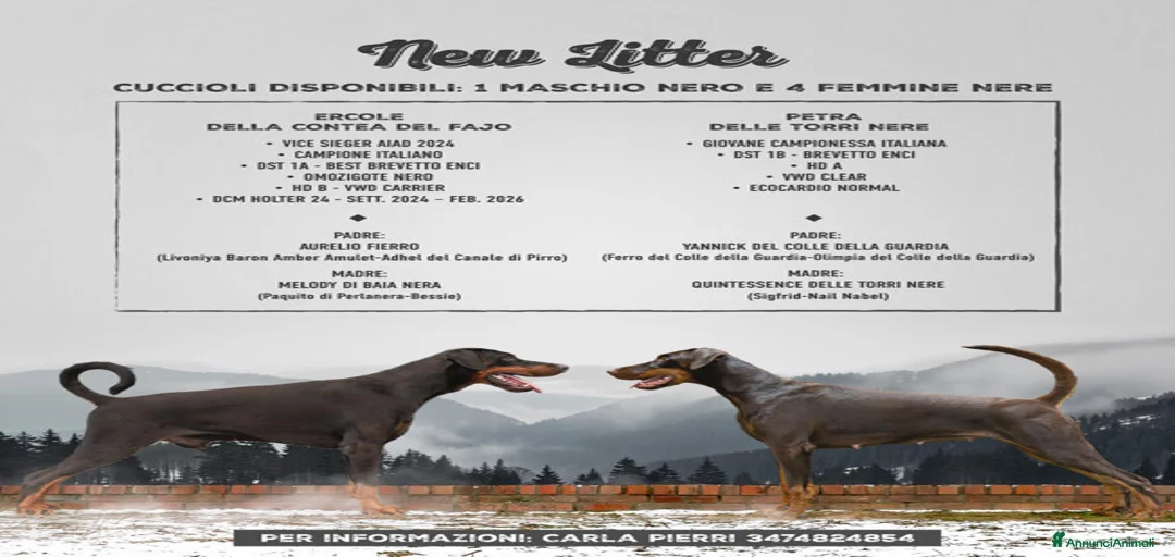 Immagine della galleria {{count}}