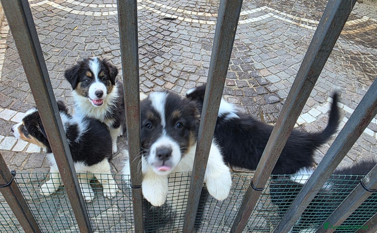 Australian Shepherd cani a Città Metropolitana di Napoli - Annuncio 1