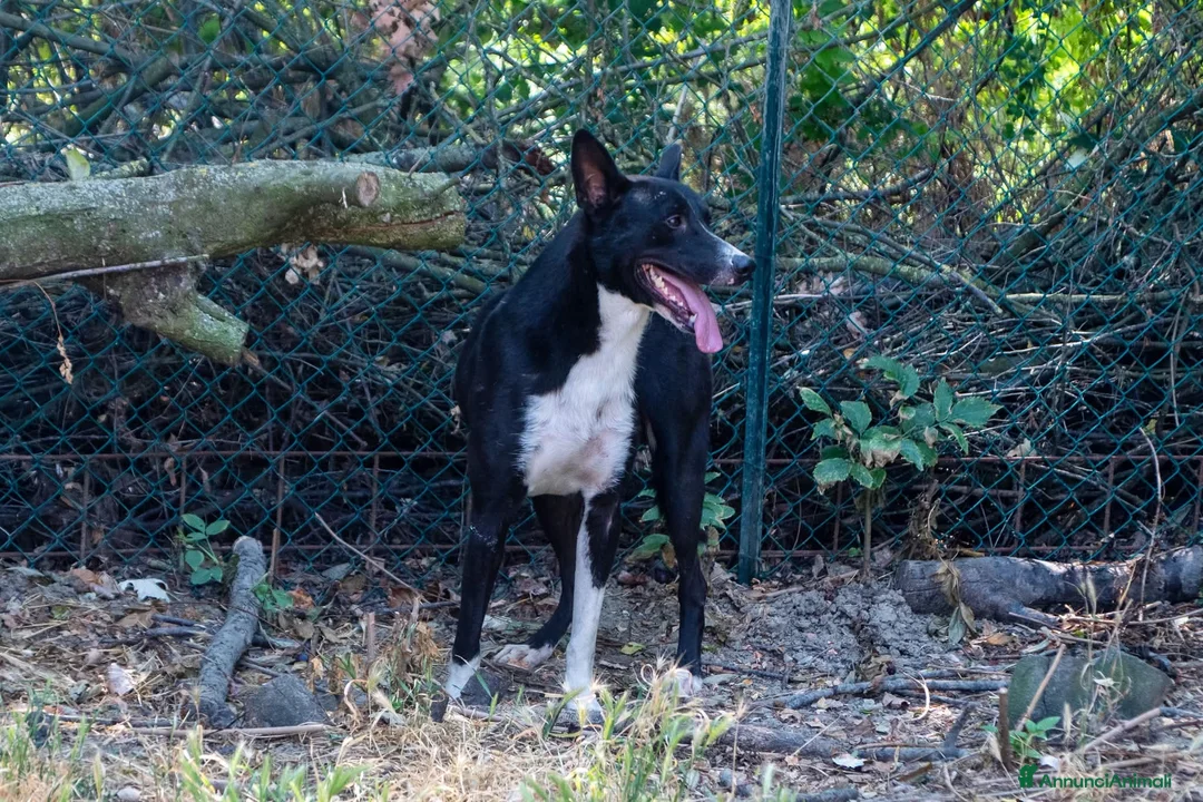 Meticcio cani in regalo: Ringo, taglia media! (25kg) - Annuncio 2