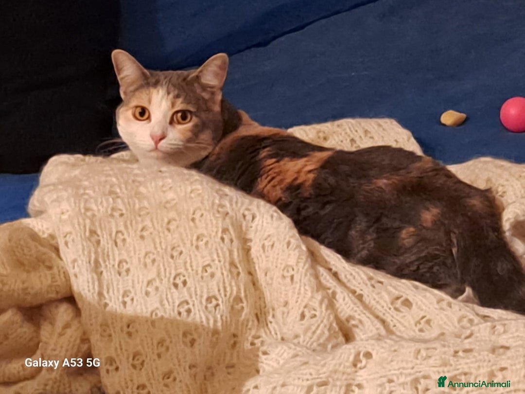 Europeo gatti in regalo: cuccioli 9 mesi cercano casa🖤 - Annuncio 5