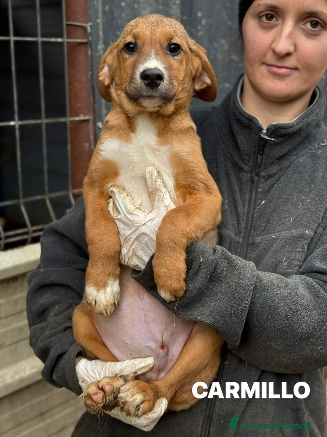 Meticcio cani in regalo: CARMILLO, cucciolo simpaticissimo! 3 MESI E MEZZO. - Annuncio 4