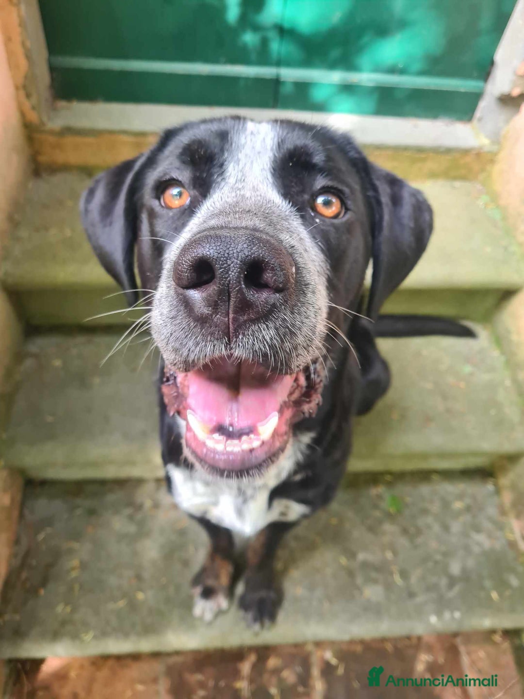 Meticcio cani in regalo: KATY, cucciolona SUPER SIMPATICA! - Annuncio 9