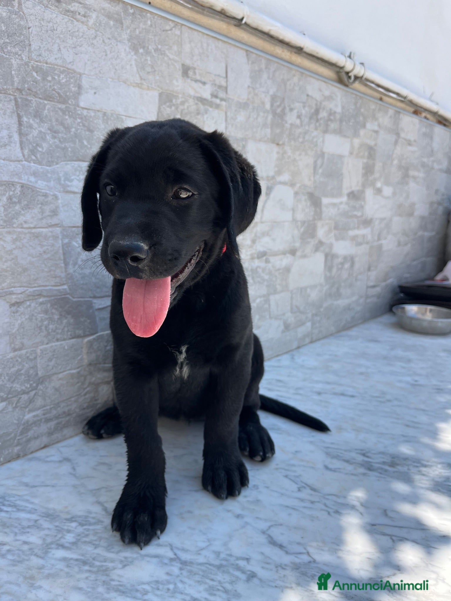 Labrador cani Cucciola di Labrador  - Annuncio 8