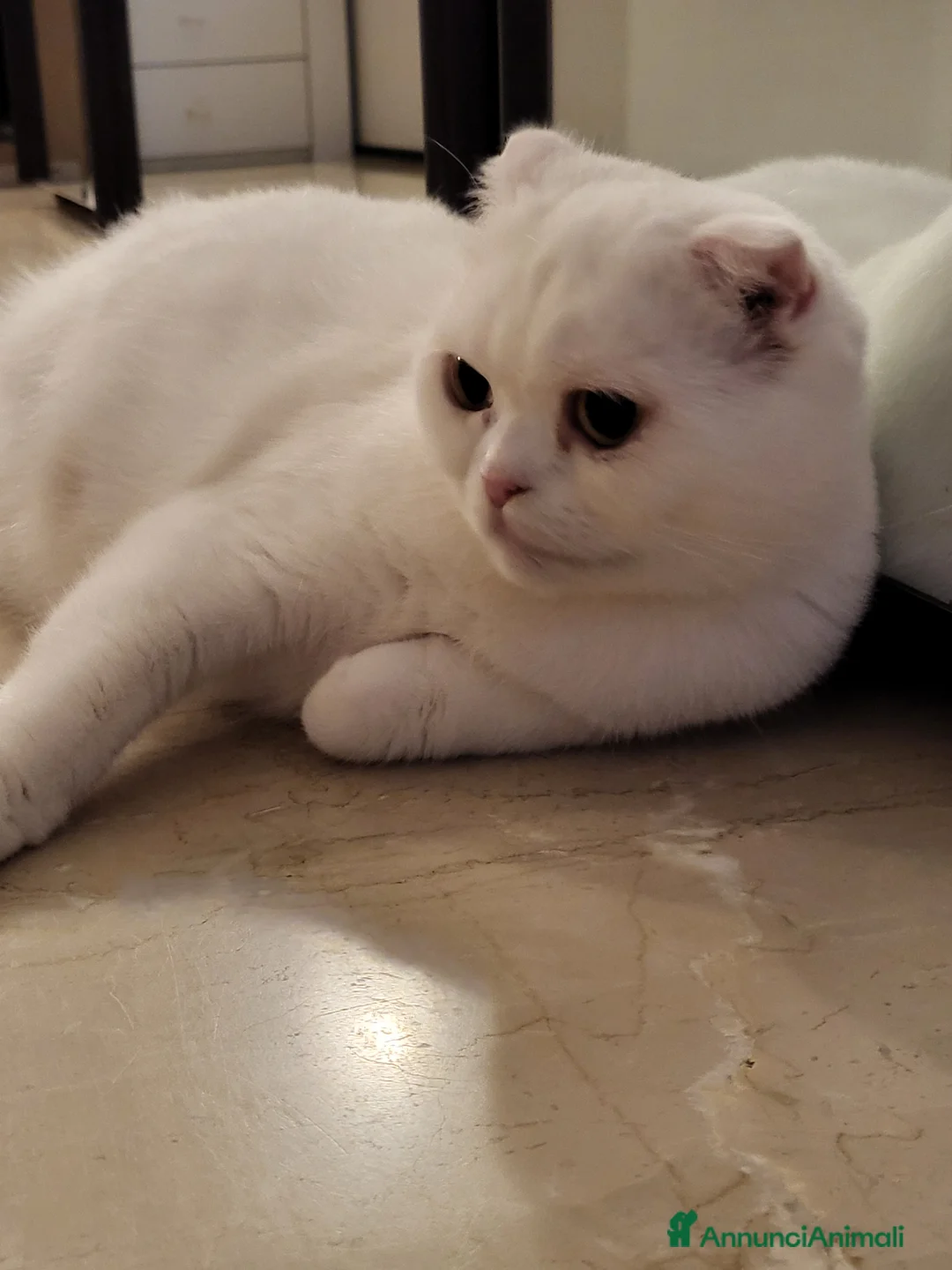 British gatti in vendita: Gattini british bianchi/tigrati in vendita - Annuncio 1